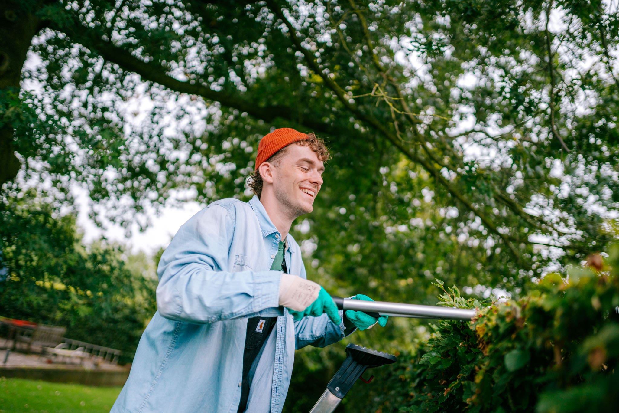 Makkelijk te onderhouden haagplanten: Top 5