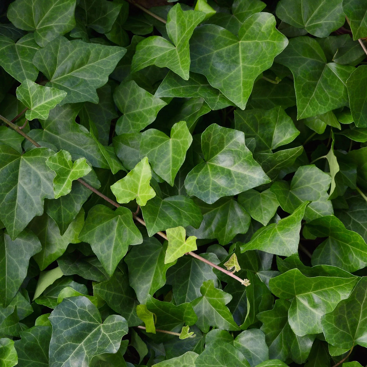 Tips voor het bemesten van de Hedera (Klimop)