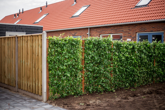 Privacy in je tuin: zo ga je van glurende buren naar groene muren