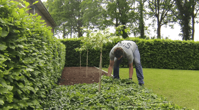 De juiste hoeveelheid plantenmatten met bodembedekkers kiezen