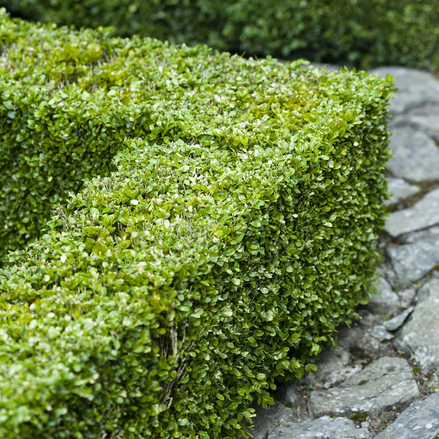 Buxus snoeien