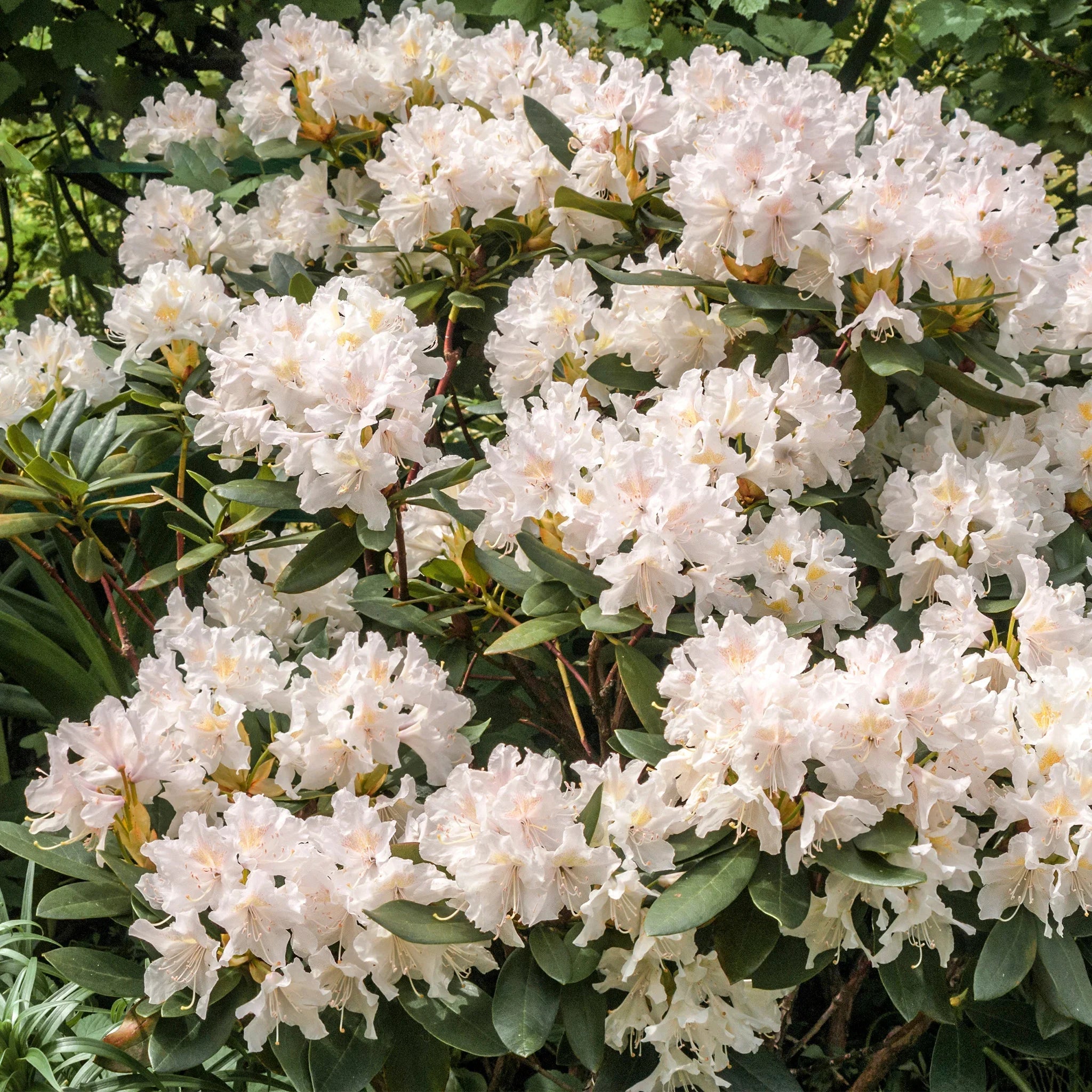 De groeitijd van de rhododendron