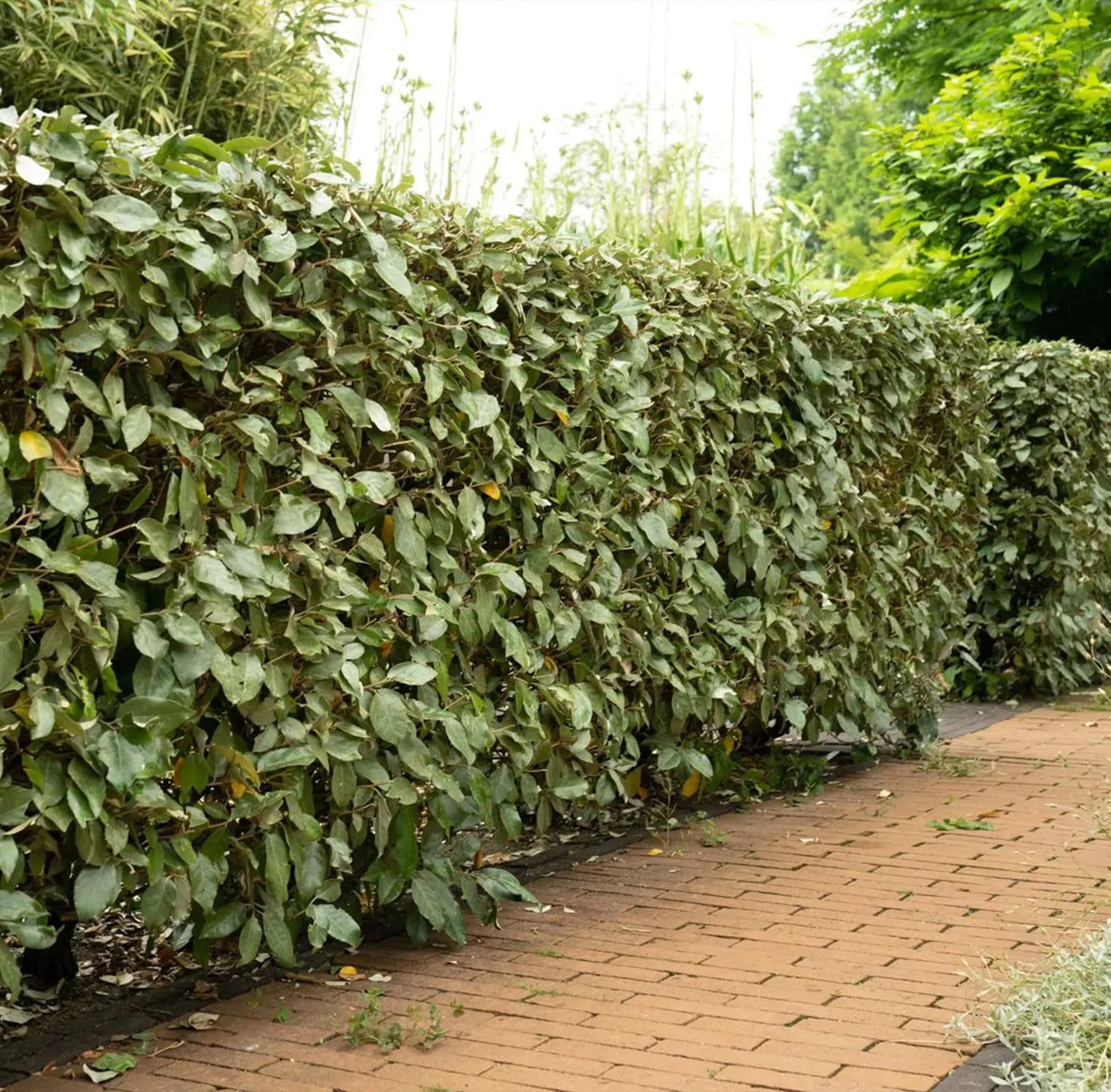 De ideale planttijd van de Olijfwilg