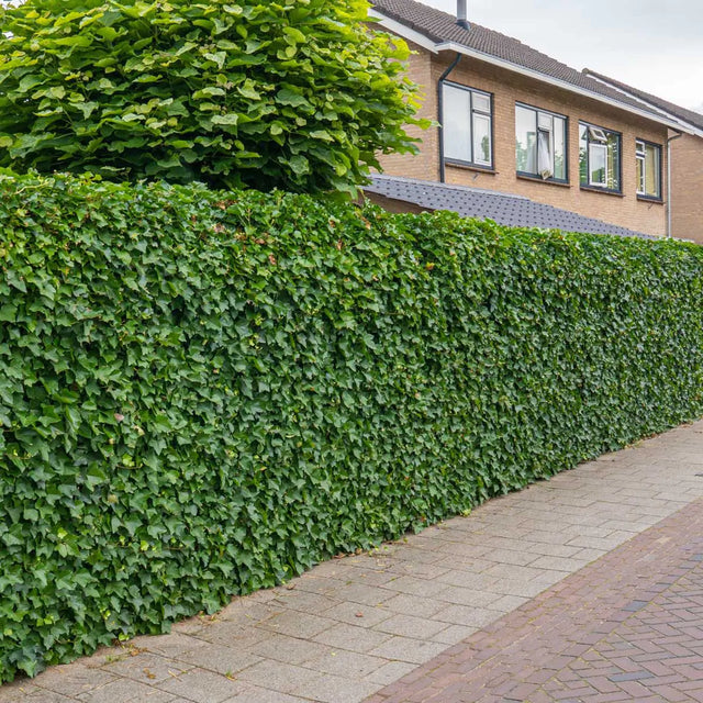 Dit is de beste planttijd voor Hedera