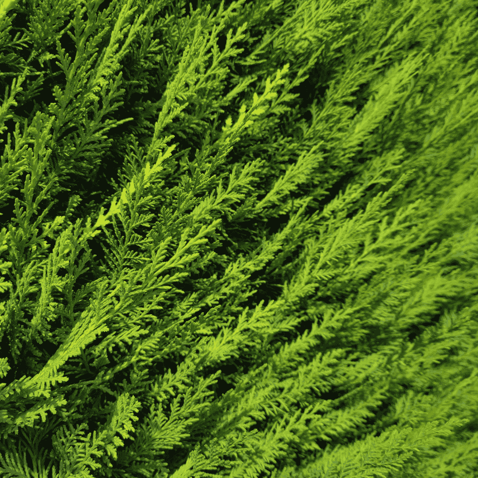Leylandii snoeien: de complete gids