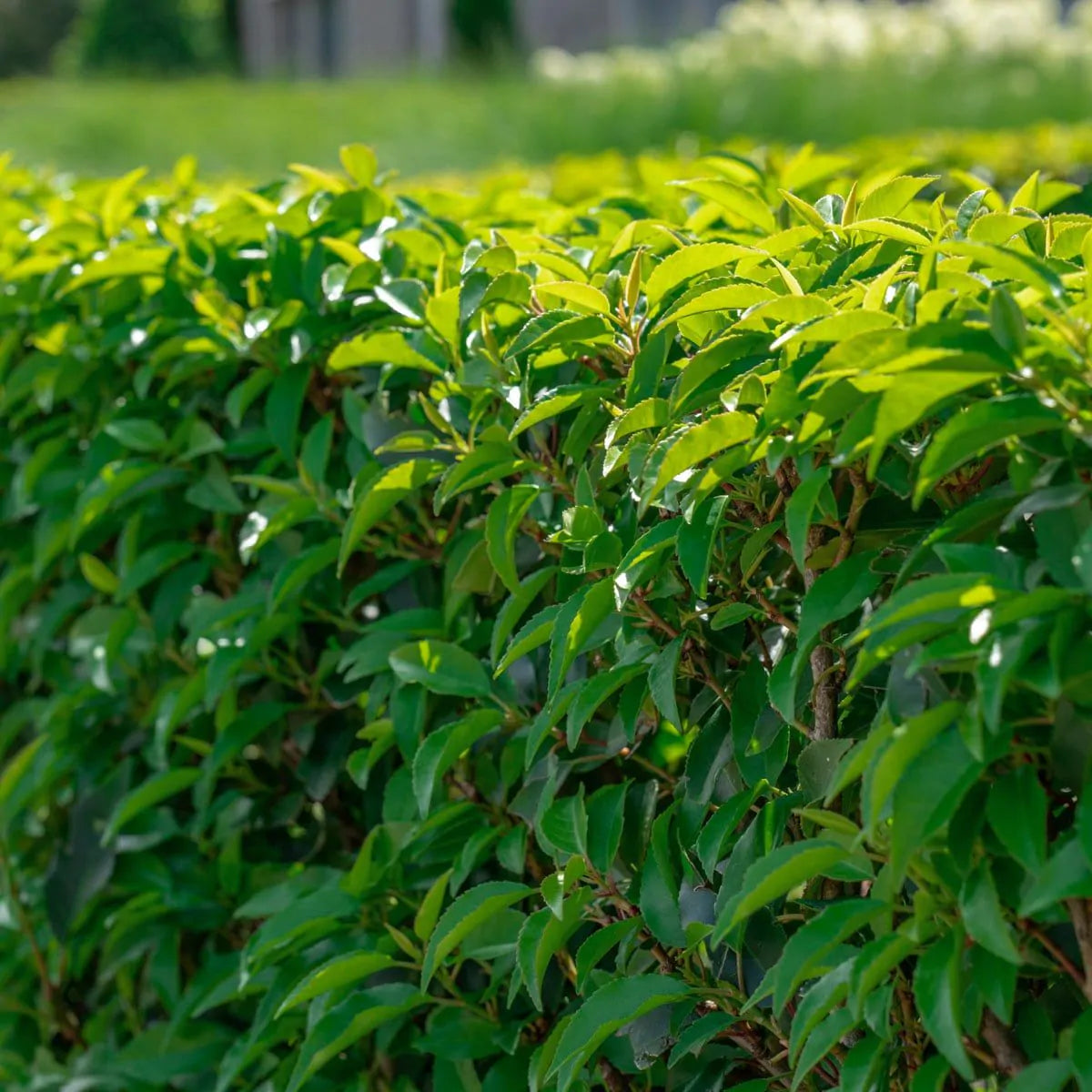 Is Prunus Lusitanica (Portugese laurier) giftig?