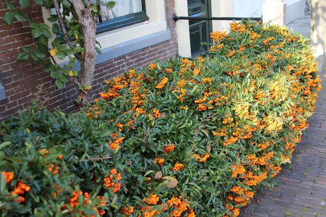 Snoei en verzorging van de Vuurdoorn (Pyracantha)