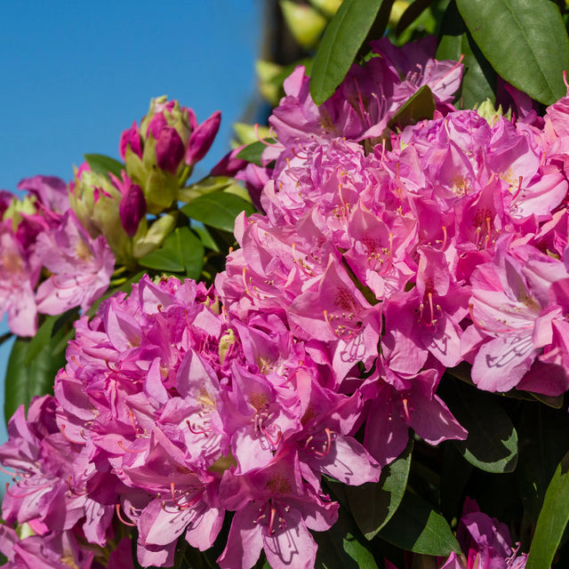 De ideale standplaats voor een Rhododendron haag