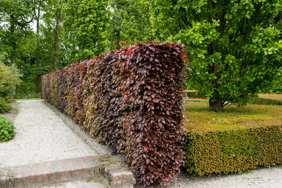 Rode beukenhaag planten in 6 stappen