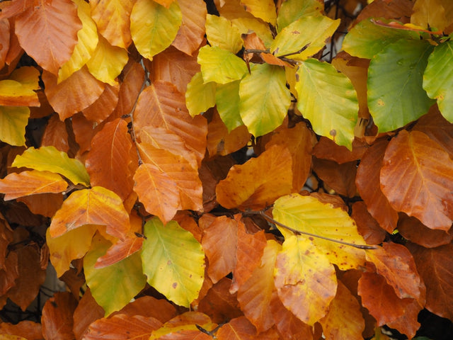 Beukenhaag verplanten? Zo doe je dat