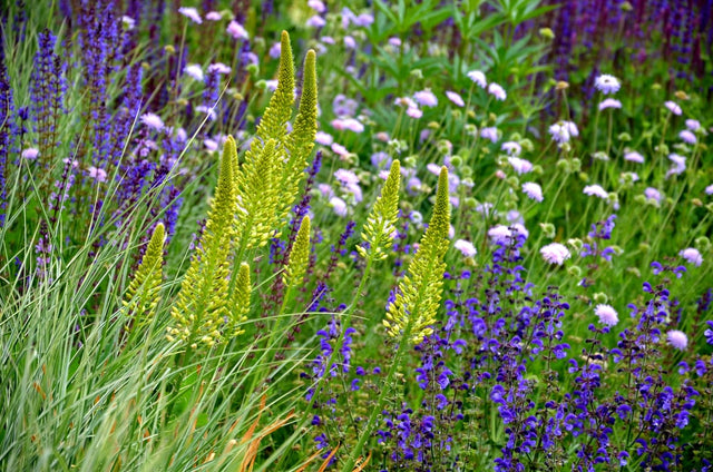 De beste planten voor tuinborders