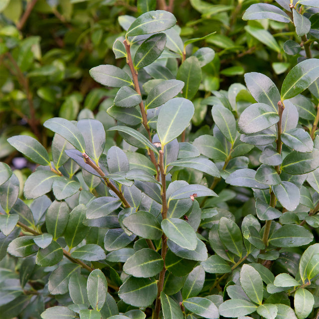 4 goede Buxus vervangers voor uw tuin