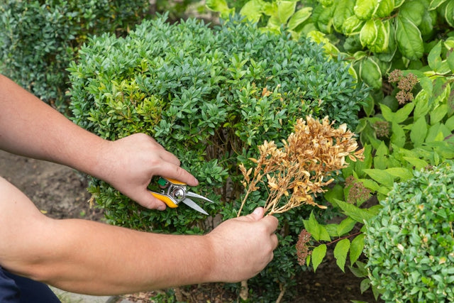 Buxus ziekten bestrijding