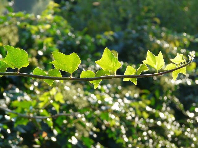 Wat is de groeisnelheid van Hedera?