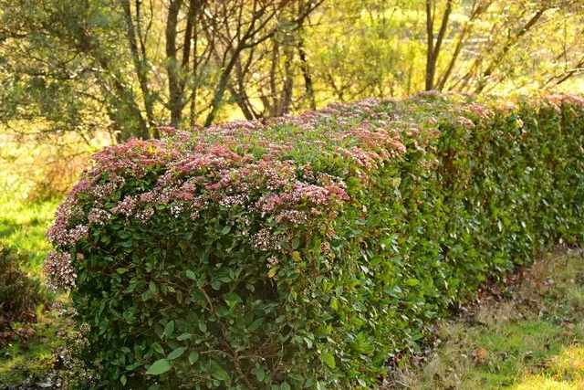 Viburnum tinus snoeien: alle tips op rij