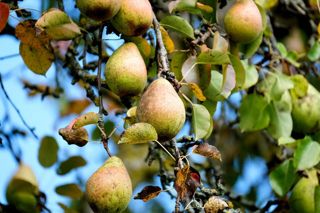 Perenbomen