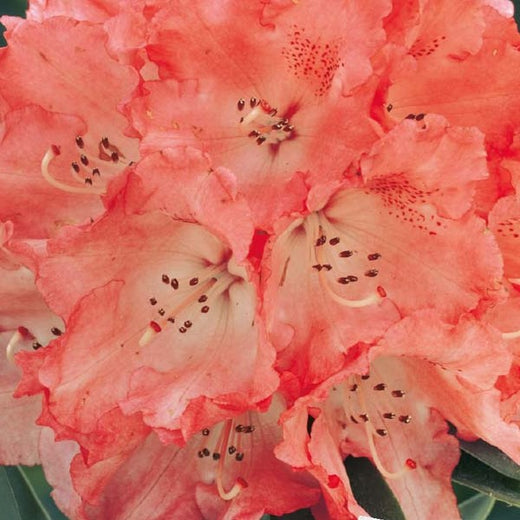 Rhododendron Virginia Richards