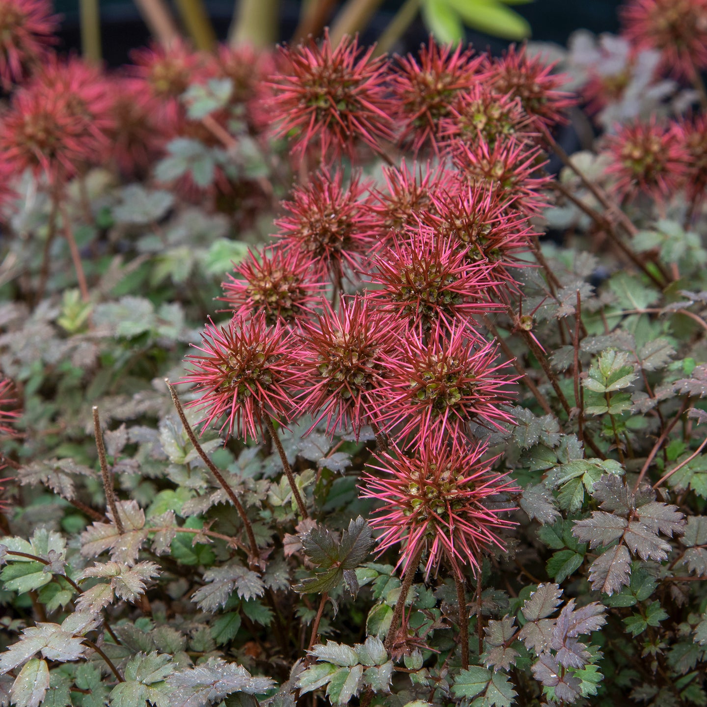 Stekelnootje 'Kupferteppich'