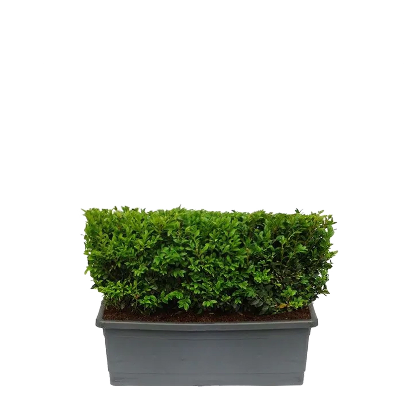 Buxus kant-en-klaar haag