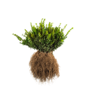 Buxus