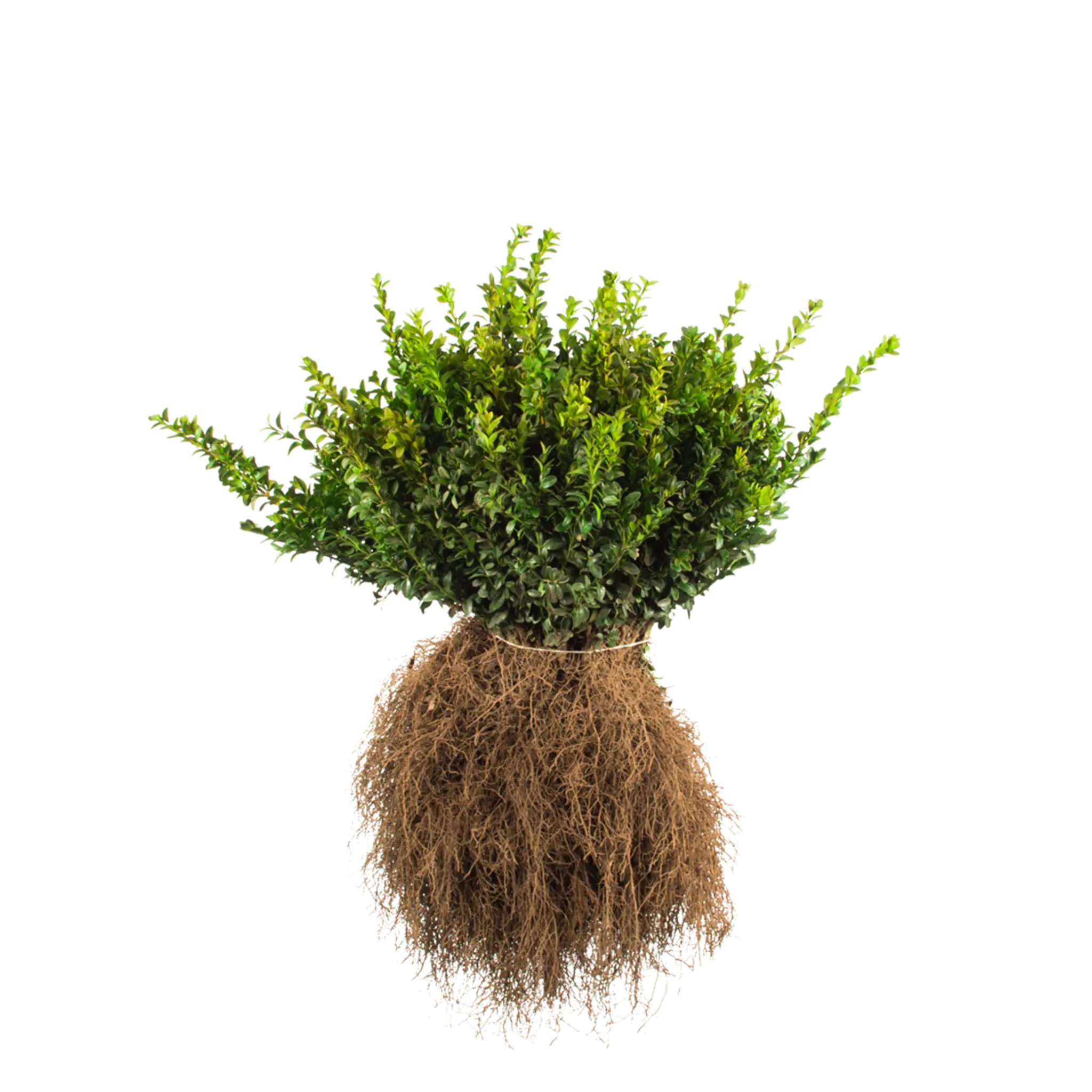 Buxus