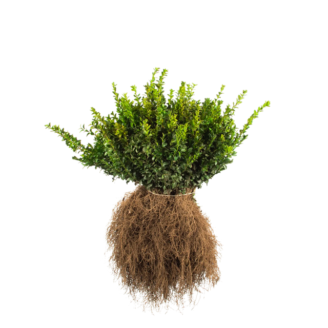 Buxus