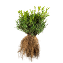 Buxus