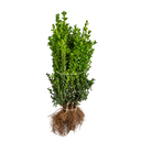 Buxus