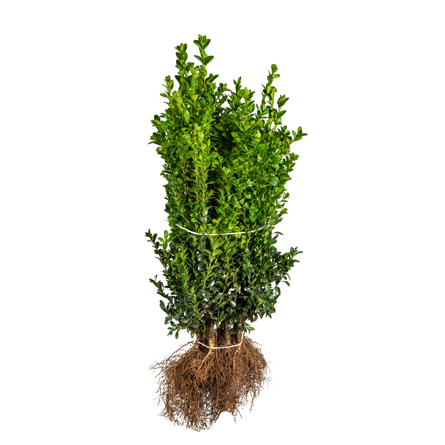 Buxus