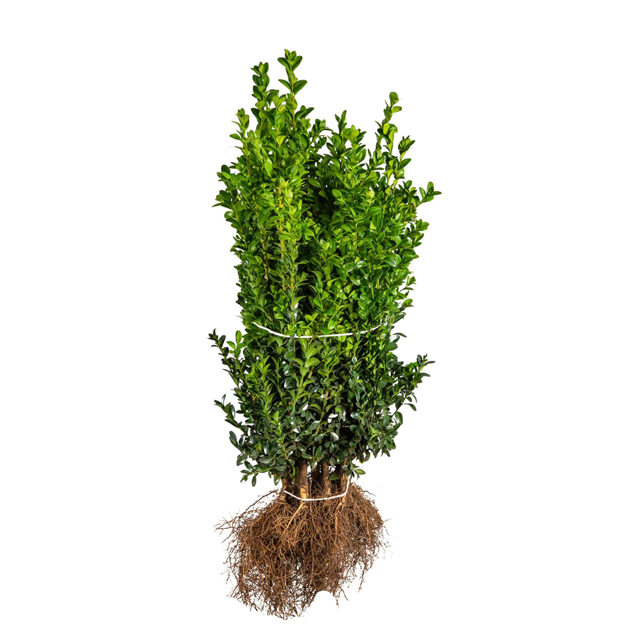 Buxus