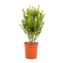 Buxus