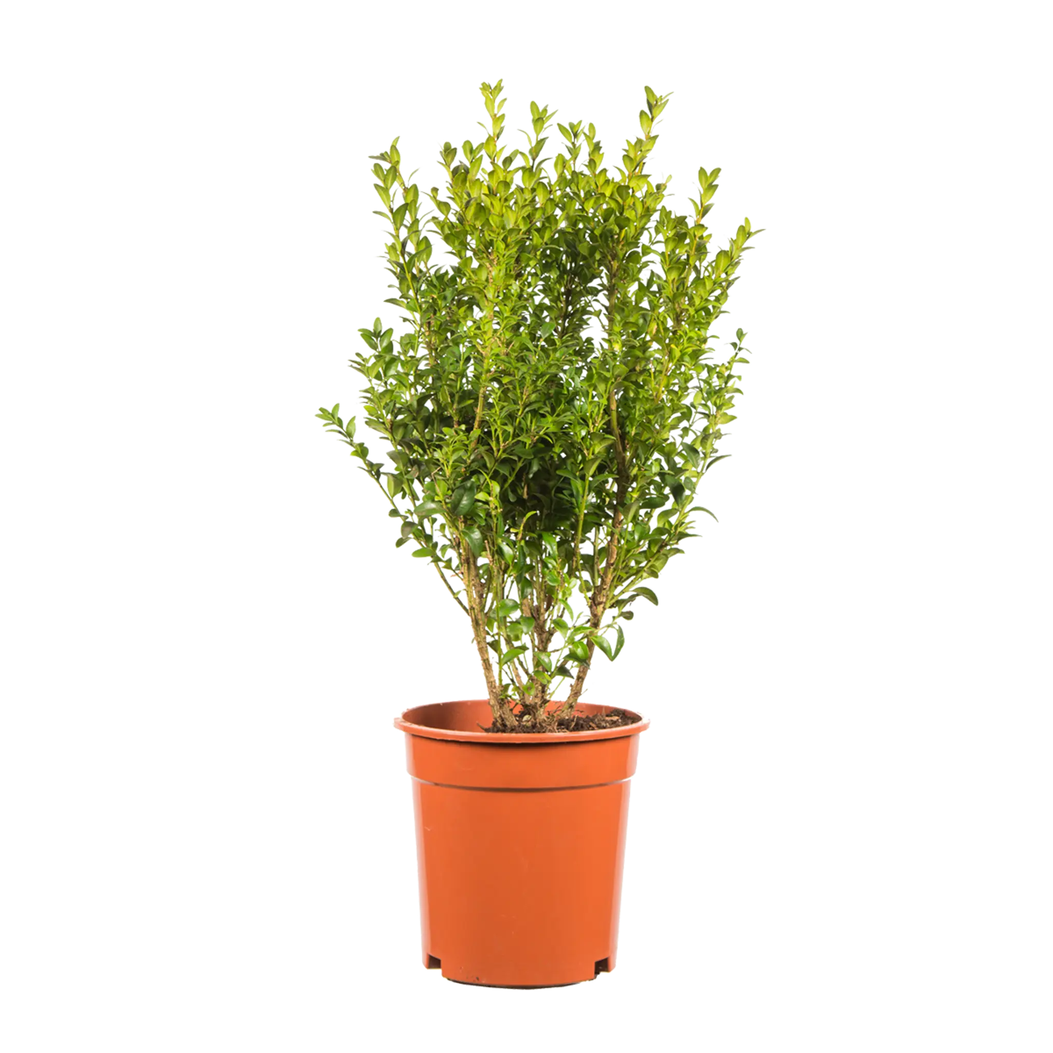 Buxus