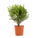 Buxus