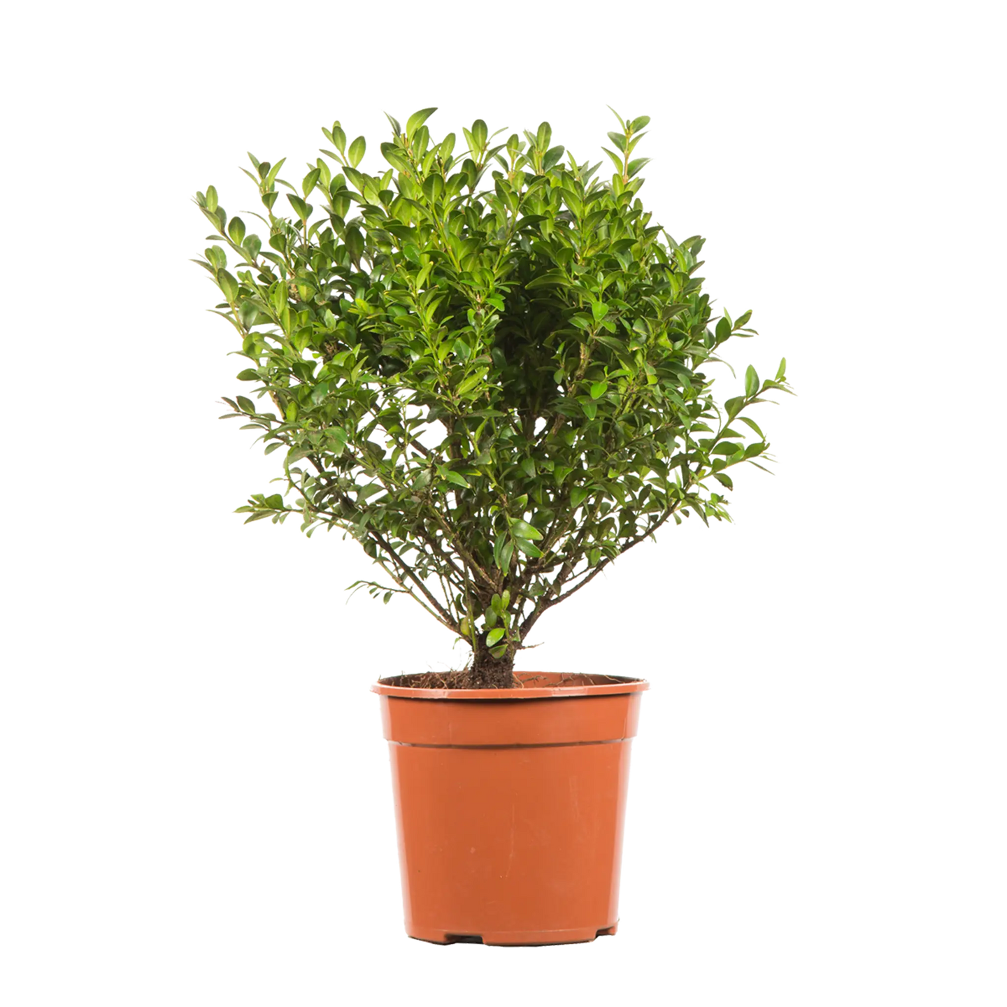 Buxus