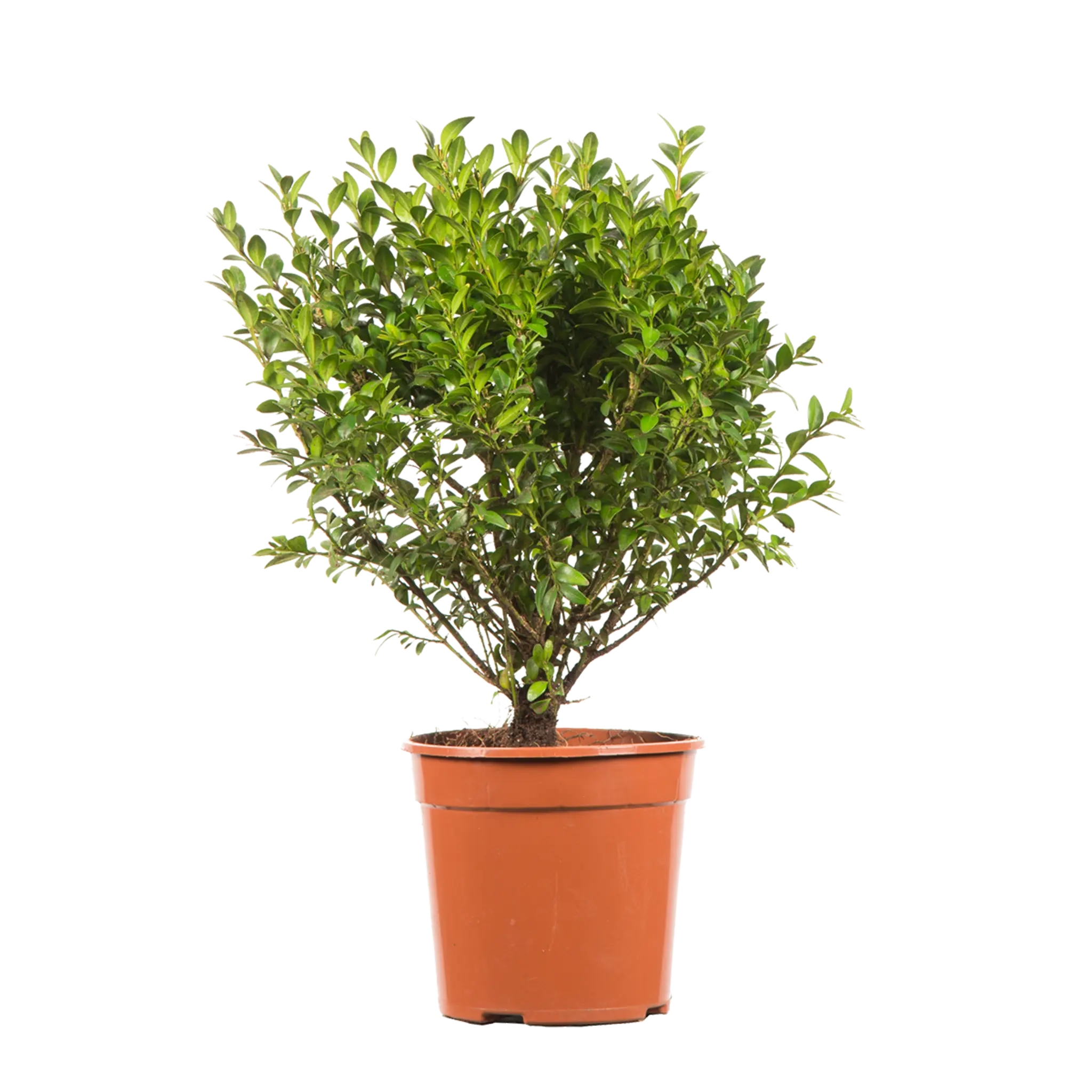 Buxus