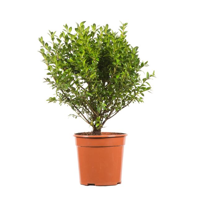 Buxus