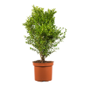 Buxus