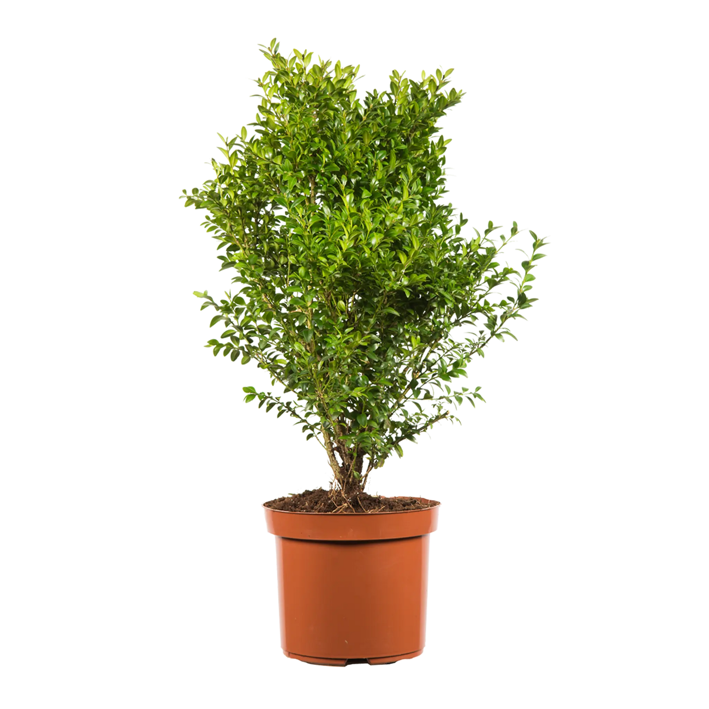 Buxus