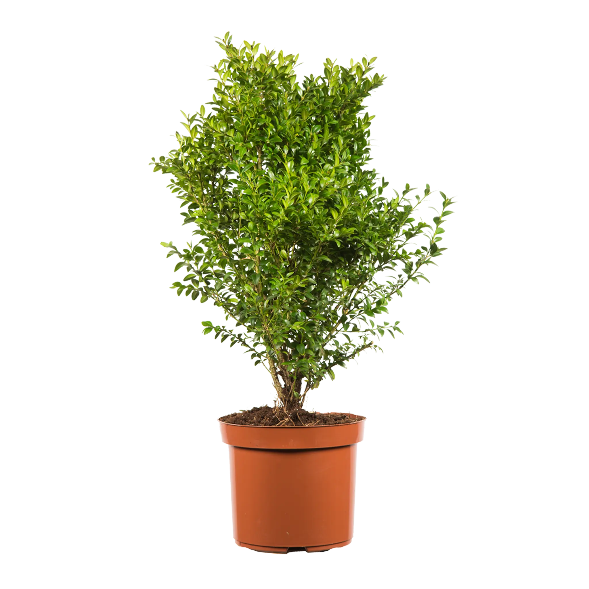 Buxus