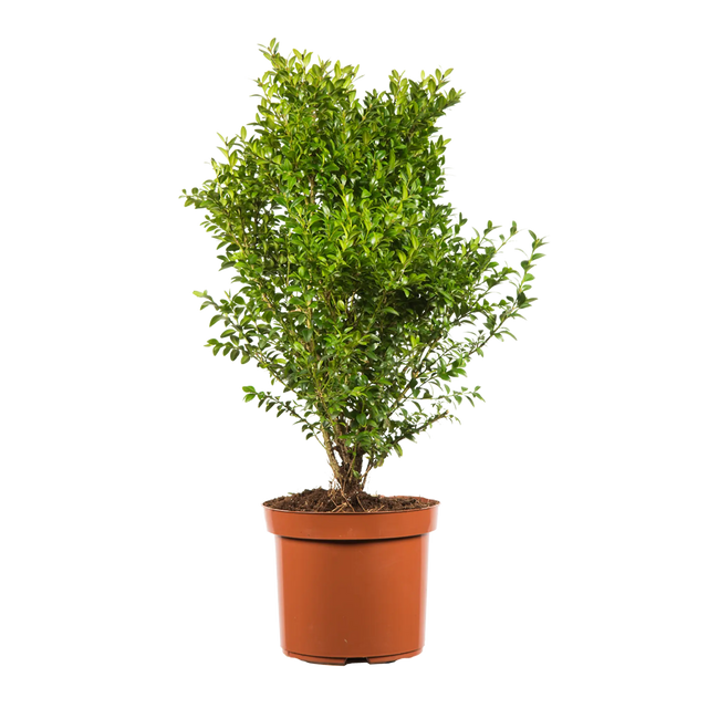 Buxus