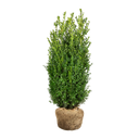 Buxus