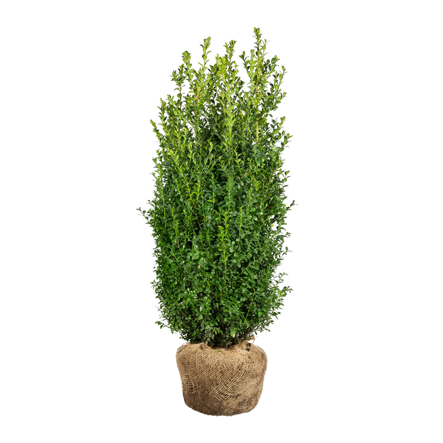 Buxus