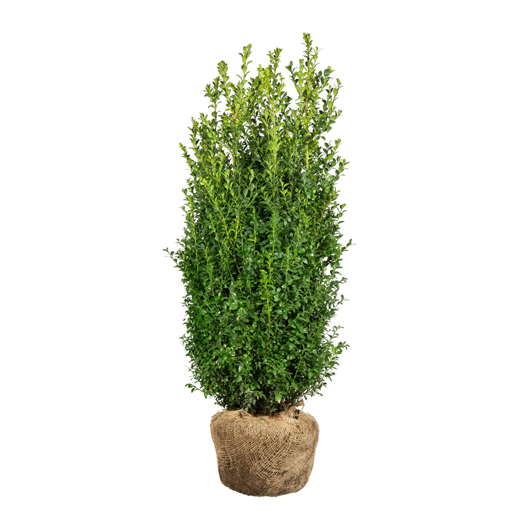 Buxus