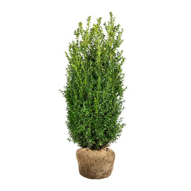 Buxus