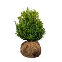 Buxus