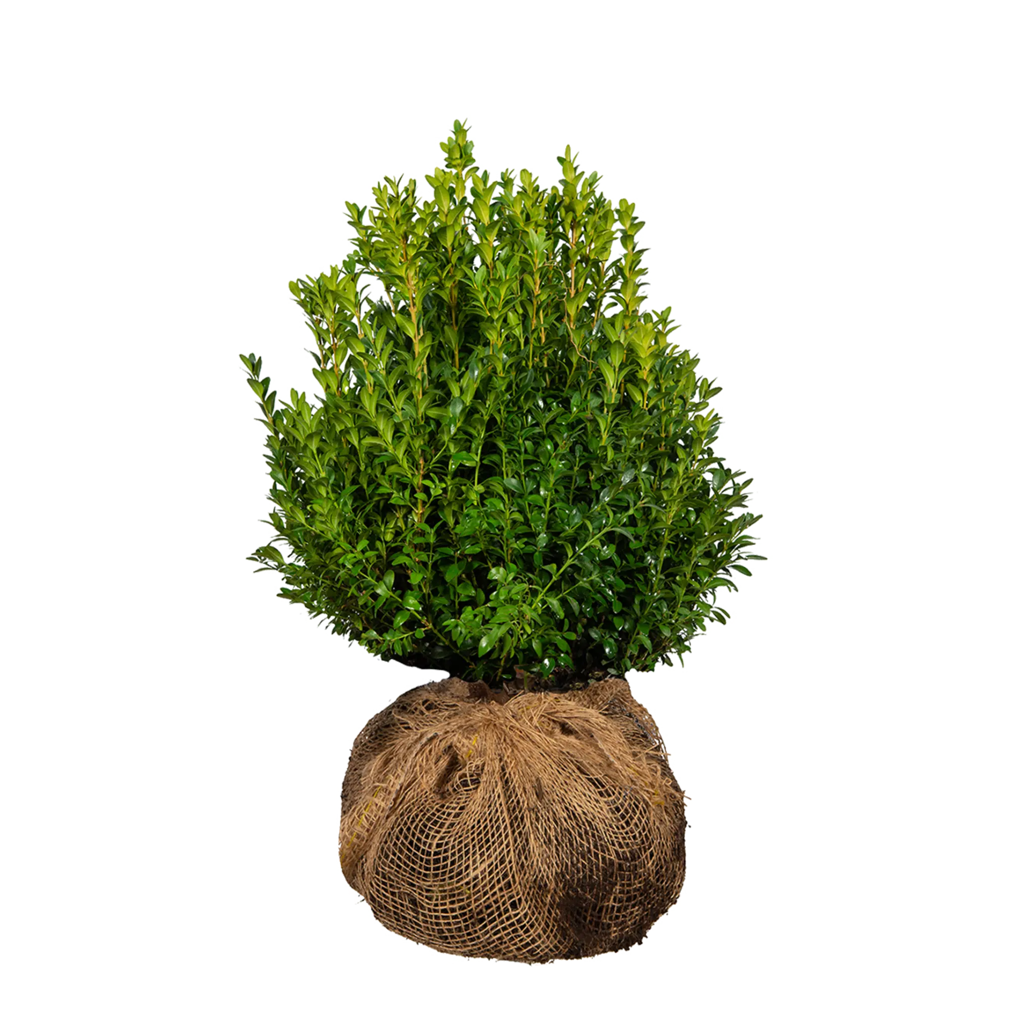 Buxus