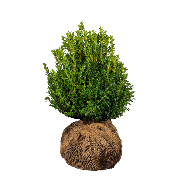 Buxus