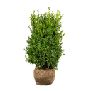 Buxus