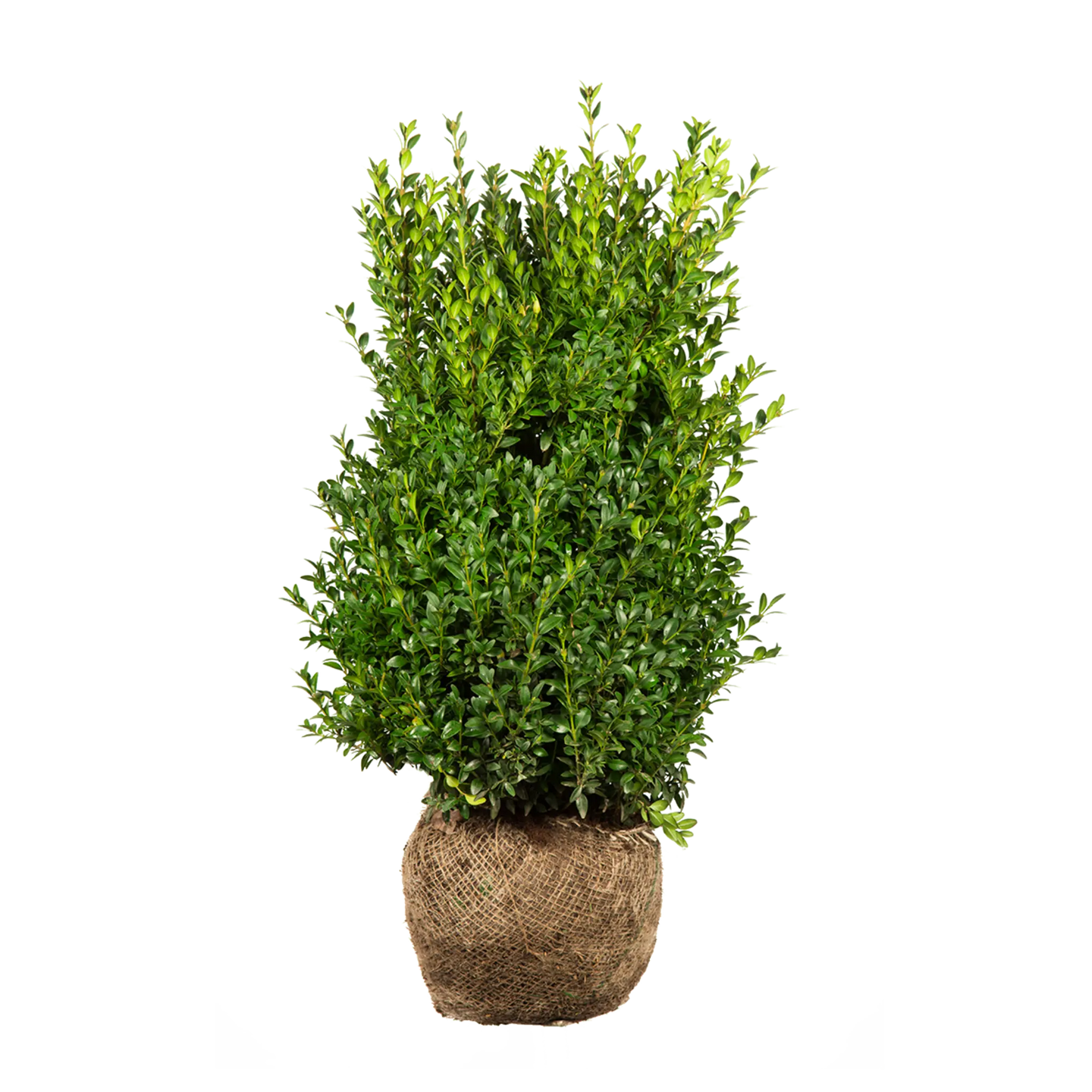 Buxus