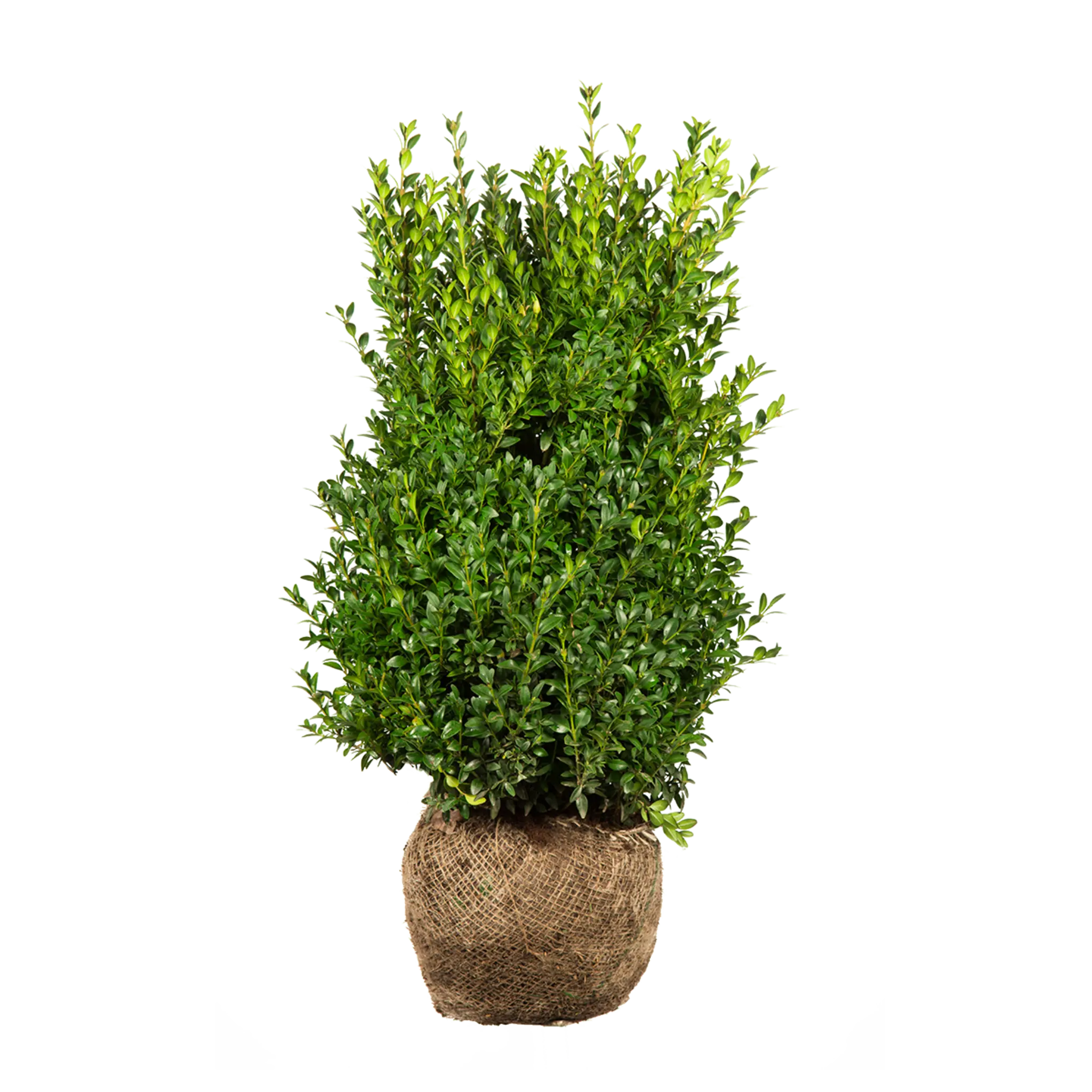 Buxus